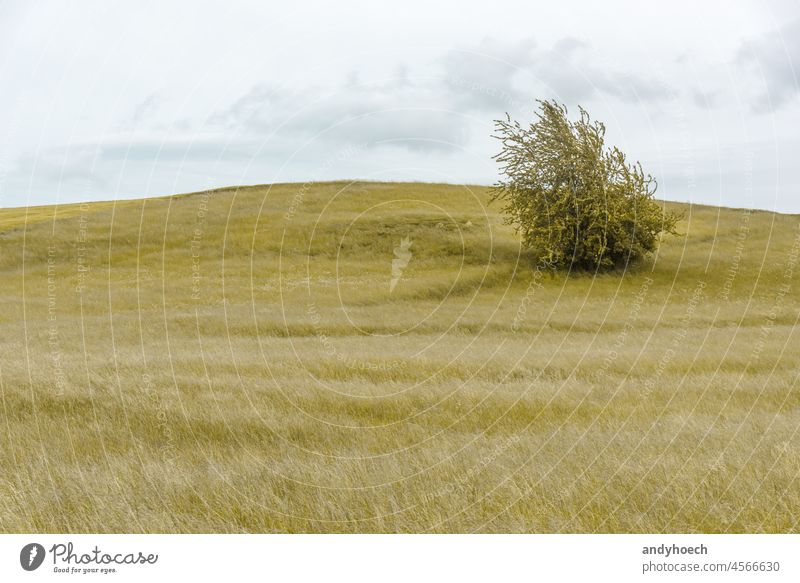 Single bush in a field all in yellow agriculture alone atmosphere beautiful beauty clean clouds cloudscape cloudy concept copy space country countryside day dry