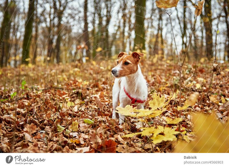 Dog walking in autumn park dog nature outdoor pet leaf season outdoors animal breed canine cheerful companion daytime domestic friend friendship happy leisure