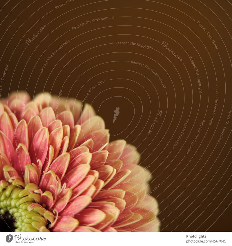 Partial view of a chrysanthemum with a lot of text free space Chrysanthemums Flower cut flower partial view Neighborhood Blossom petals variegated Colour Pink