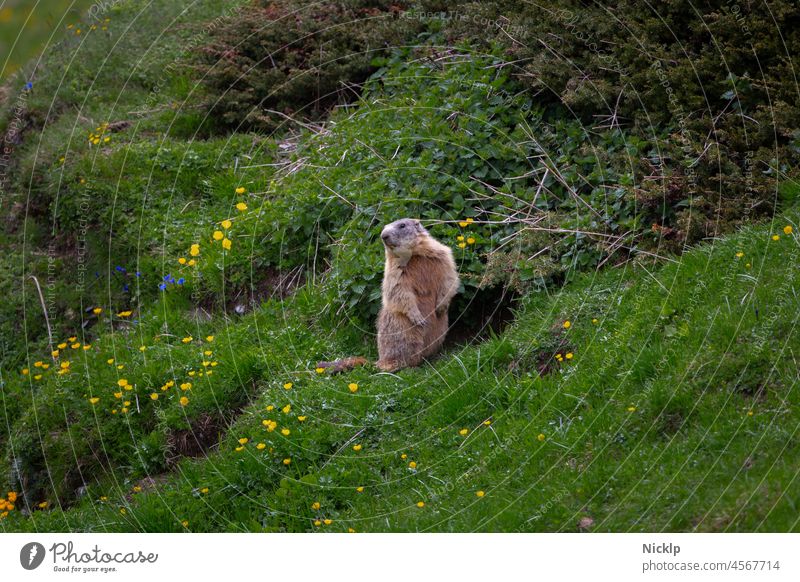 A marmot in front of its burrow greets from East Tyrol Marmot Austria Eastern Tyrol Alps Animal portrait vacation Mountain Idyll Jagdhausalm romantic Mammal