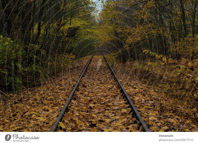 Old unused railway tracks in autumn in a forest Track track bed rails railroad iron rust railway sleepers Forest woods tree trees railroad tracks railway lines