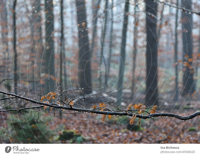 A branch with dead leaves and water drops on it on the blurred background of the forest. Branch Forest foliage Autumn Rain Wet Drop Water Winter trees Park