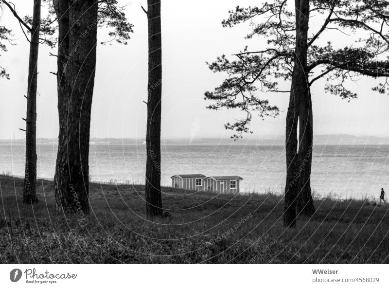 Two wooden stalls and some trees on the beach of the Baltic Sea, someone walking alone Ocean vacation Gray Winter Cold Tourism off season holidays Nature pines