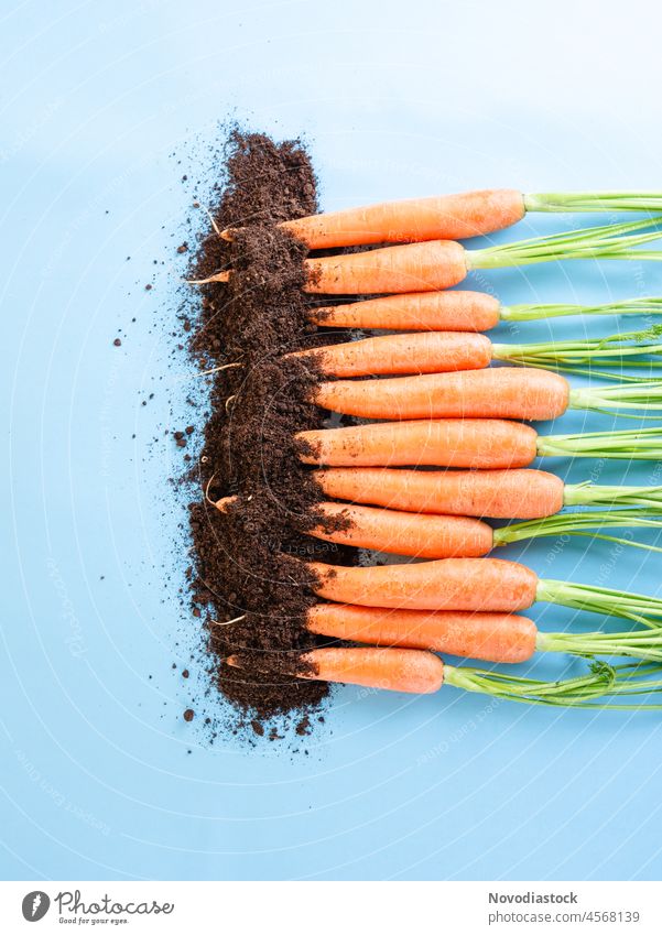 Bunch of carrots and soil isolated on blue background fresh bunch leaves orange many handful copy space pastel harvest vitamin c product cook kitchen studio raw