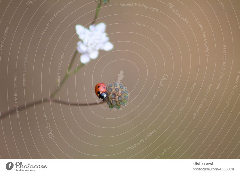 Ladybug on a flower closeup view with blurred background insect coccinellidae nature summer green spring beetle plant meadow grass macro white beauty garden