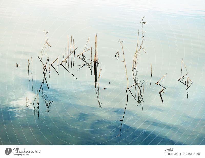 barcode Puzzle Graphic Abstract Plant Thin Minimalistic Exterior shot Aquatic plant Idyll Long shot Day Reflection Lake Close-up Concentrate Mysterious Reduced