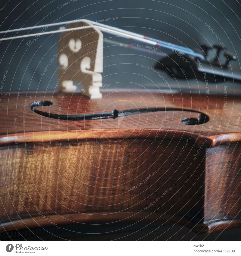 the tension rises Violin Music corpus Wood Musical instrument string Metal String instrument Elegant Calm Acoustic Near Break Footbridge Fastening Classic