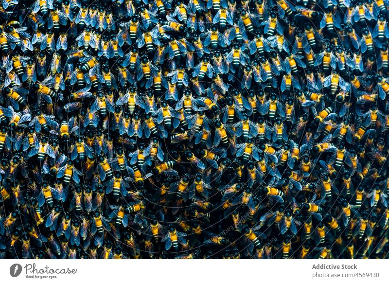 Backdrop of swarm of wild bees background backdrop insect wildlife natural collect arthropod group hive together texture crawl wing hum buzz specie gather many