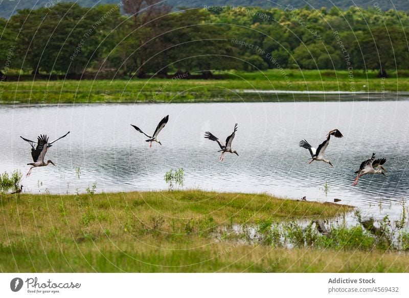 Storks soaring above lake against green forest bird stork flock fly nature wildlife plumage grass grow animal wing feather pond bird watching field tree woods