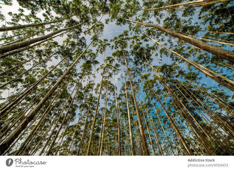 Tall trees growing in forest plant flora woodland nature trunk woods vegetate foliage tall environment grove blue sky growth green verdant scene botanic scenic