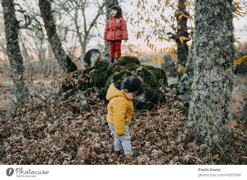 Brother and sister exploring the forest Brothers and sisters Child childhood 1 - 3 years 3 - 8 years Caucasian explore Forest Autumn Authentic Lifestyle