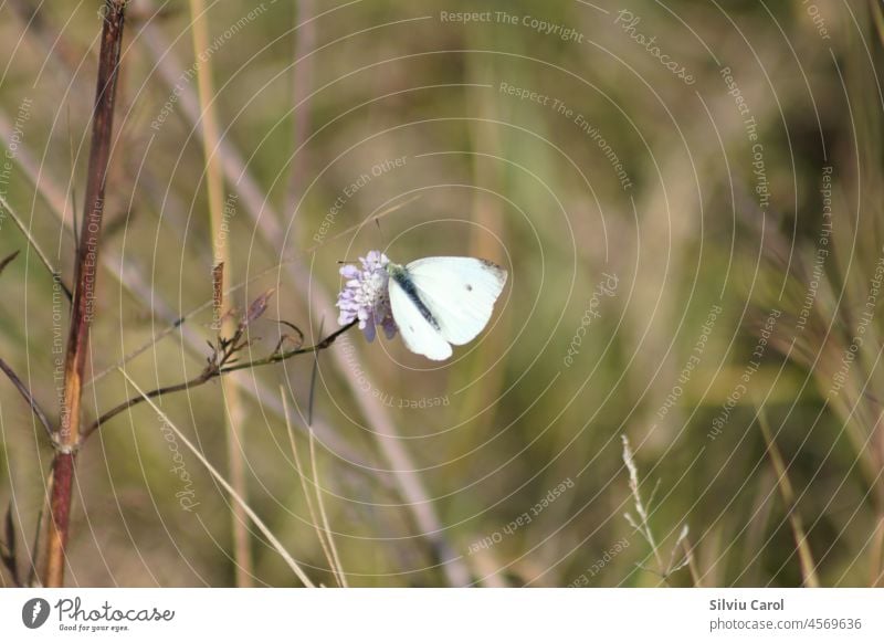 Cabbage butterfly on a flower closeup view with blurred background white insect wing nature pieris rapae beautiful small cabbage butterfly pretty nectar purple