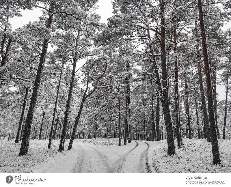 Winter landscape in forest with two country roads Winter mood winter Snow Winter forest winter landscape Winter's day Forest Snowscape Cold Landscape chill
