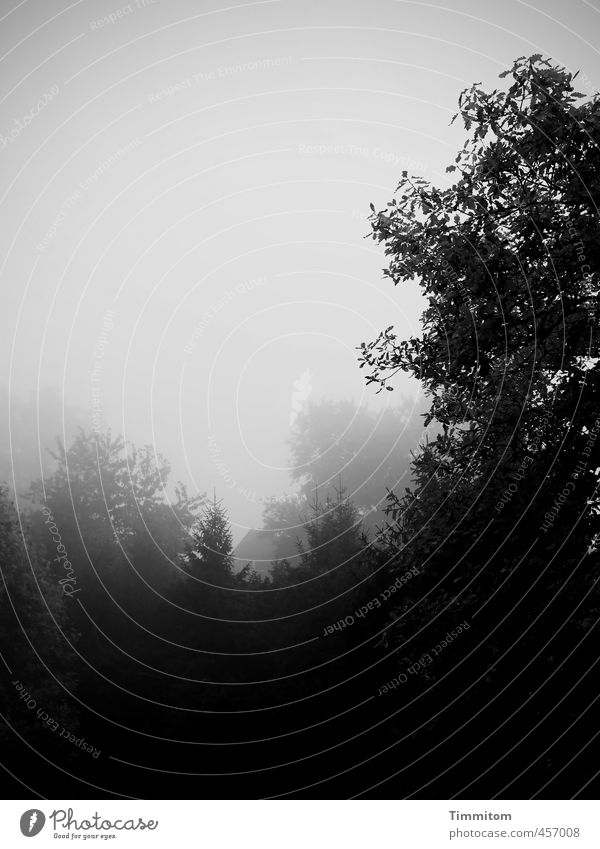 Grey veil. Environment Nature Plant Sky Fog Tree Outskirts Dark Gray Black Emotions Calm Leaf Coniferous trees Black & white photo Exterior shot Deserted