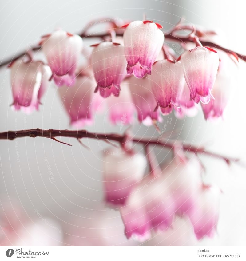 Many flowers shade bells in pink with white Blossom Pink White Stalk Plant shadow bells japonica Close-up Pieris blossoms Flower