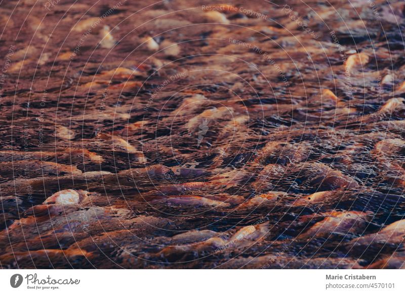Close up of farmed carp fishes on a feeding frenzy at the water surface fish farm livelihood fish farming close up background no people consumption ecological
