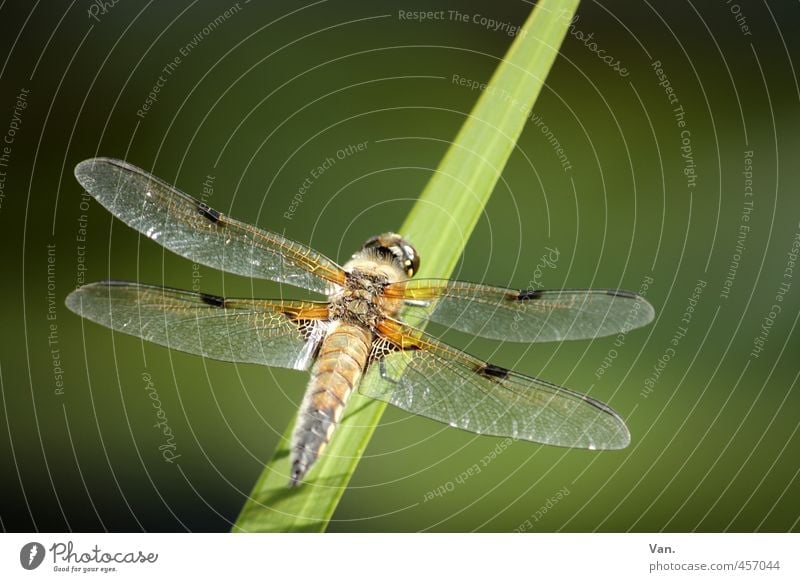 dragonfly Nature Plant Animal Grass Blade of grass Garden Wild animal Wing Dragonfly Insect 1 Green Colour photo Multicoloured Exterior shot Close-up Deserted