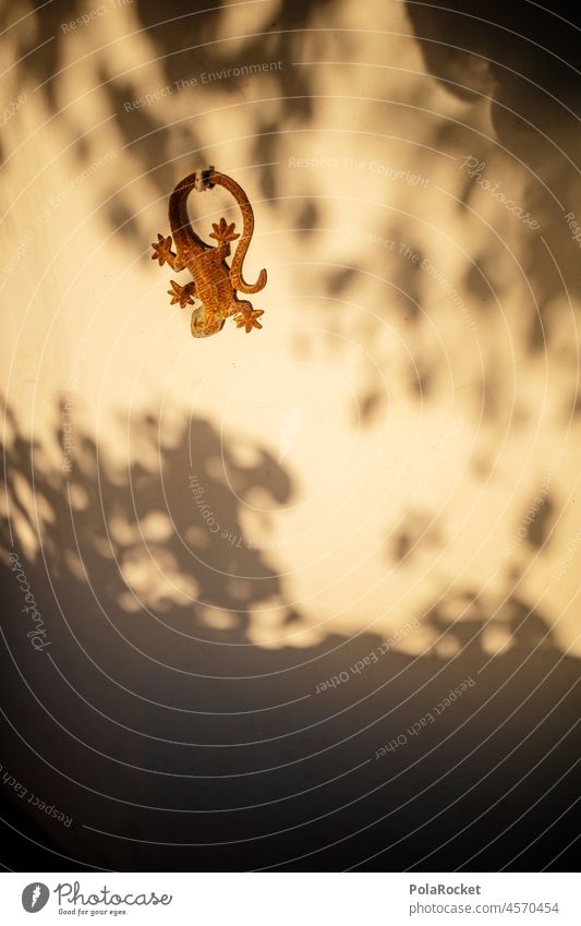 #A0# Sun animal sunny Sunlight Mediterranean Salamander Saurians Shadow Penumbra Sunset Light house wall golden hour