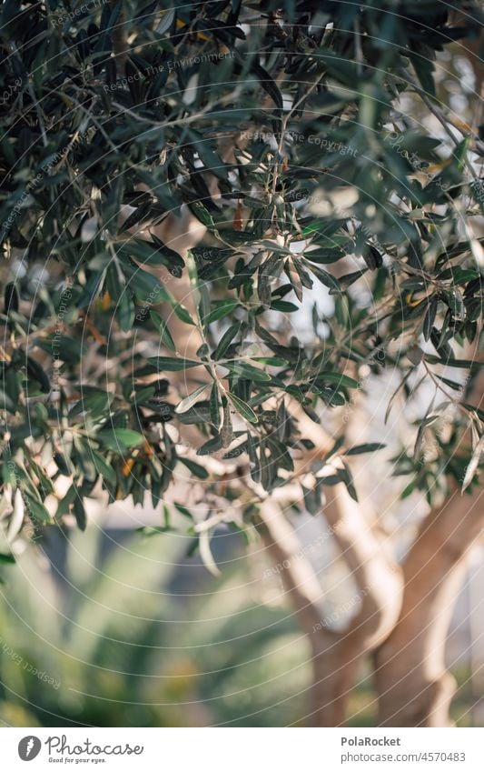 #A0# Olive green Olive tree Nature Tree olive branches play of lights Colour photo Exterior shot Deserted Plant Environment Green Olive grove Olive oil