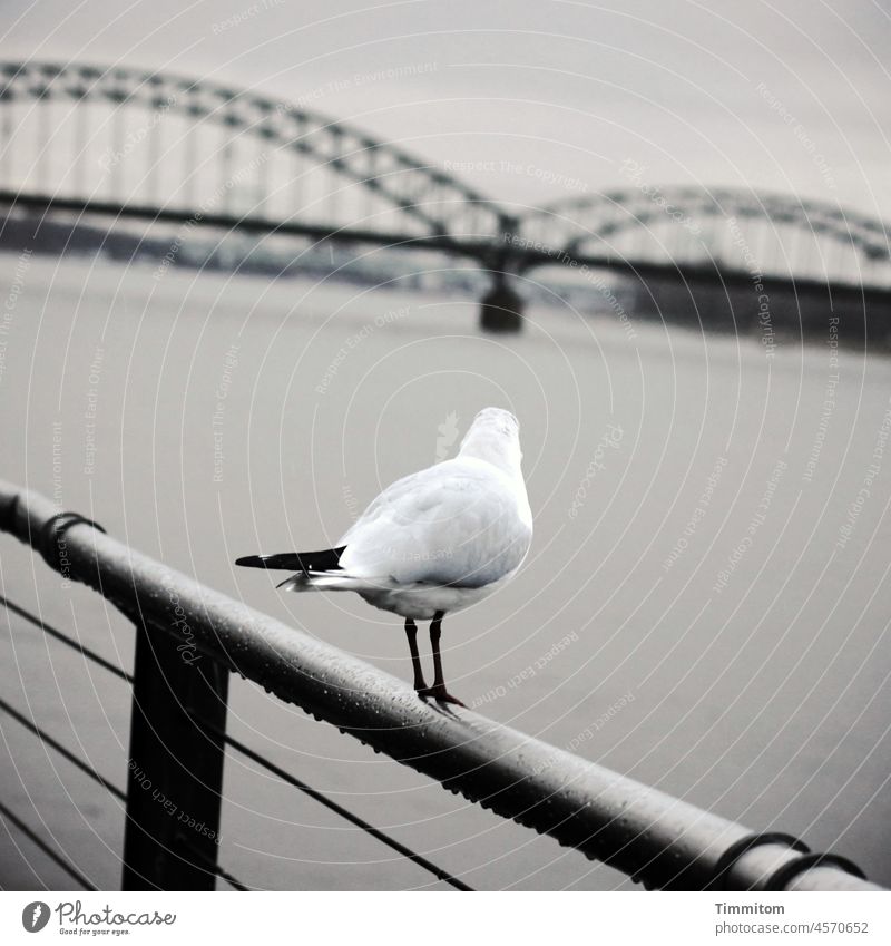 Pondering seagull in Cologne Seagull rail look Metal Bridge Rhine River Water slanting