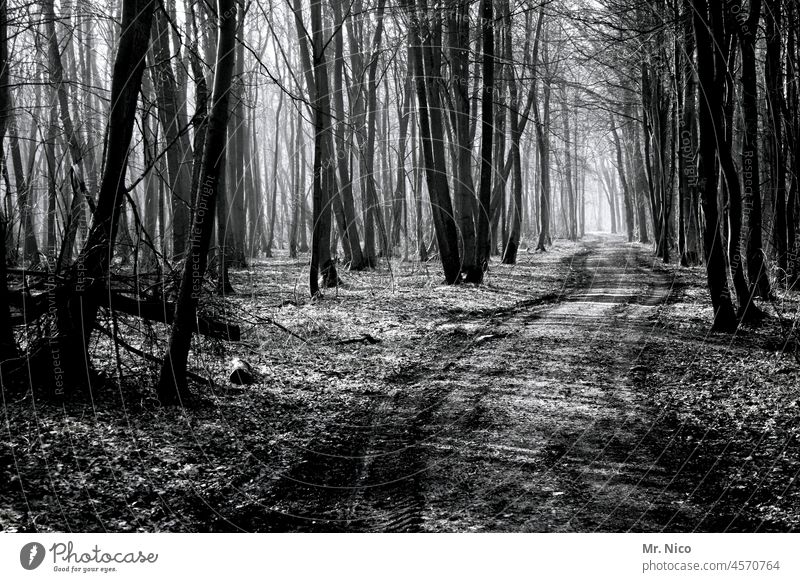 in the wood naturally Forest Frost Nature Cold Idyll Lanes & trails Winter mood chill trees Seasons Tree off Promenade Landscape forest path Environment