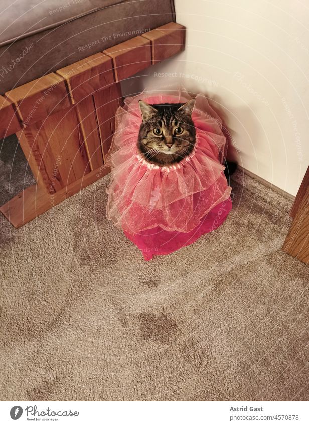 A little hairy princess. Our cat in a pink dress Cat Dress Pink Princess Pet Animal Mammal Domestic cat Cute cute wittily Attract Dresses Head Face Pelt Tulle