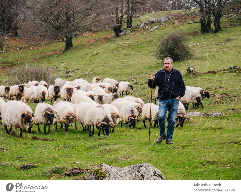 Serious male owner standing near sheep flock pasturing in nature man pasture shepherd livestock countryside animal pensive transhumance graze mature creature