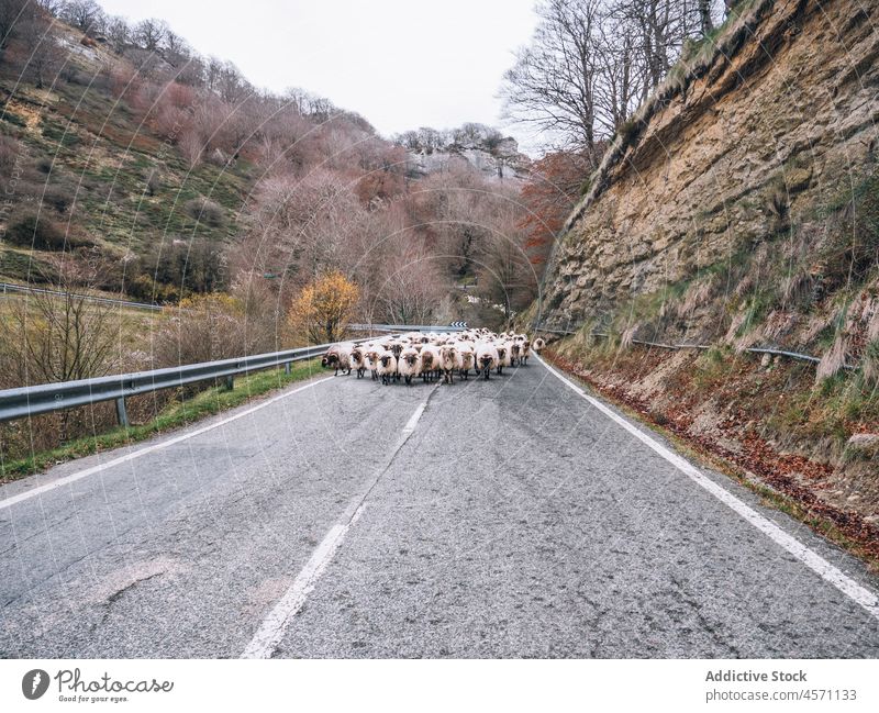 Flock of sheep walking on road in mountainous valley animal livestock transhumance herd graze autumn countryside domestic nature mammal pasture route range