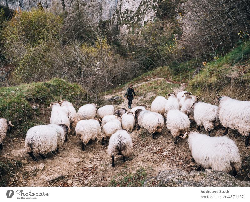 Anonymous woman walking in autumn forest of flock of sheep transhumance graze countryside shepherd female nature path animal livestock sky fall leaf stroll road