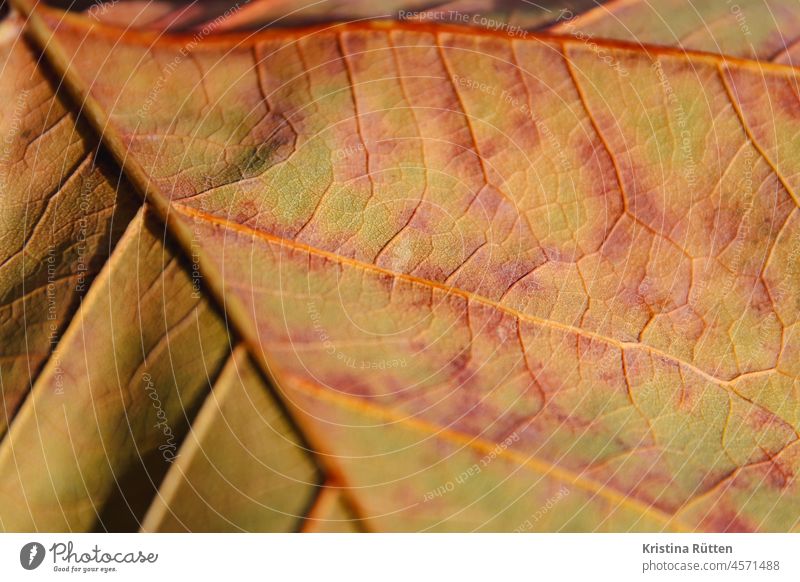 autumn leaf Leaf Leaflet detail structure Pattern Colour Colouring autumn colours Autumnal Nature naturally midrib Side ribs leaf ribs bundled wires Rachis