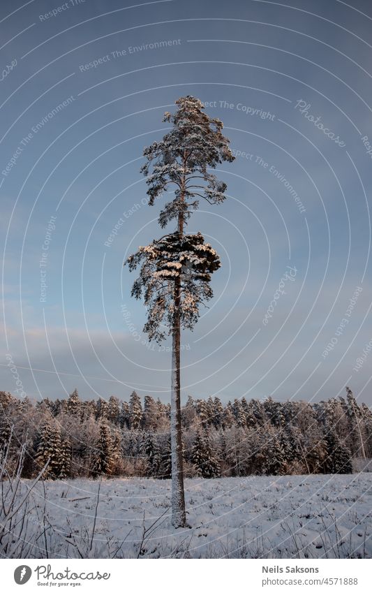 cut off forest in winter, one big Christmas tree left, snow covered everything agriculture background beautiful beauty blue calm christmas cold countryside