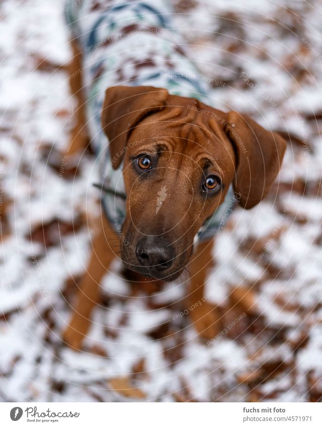 Rhodesian Ridgeback in the snow, dog look in winter Puppydog eyes Snow Snowscape Cold Forest foliage Puppy dog puppy hungry Mammal Winter Winter's day
