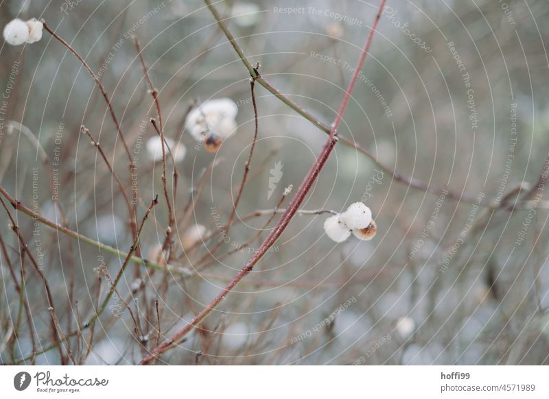 Snow berries on bare branches - winter snowberries White white ball Winter Cold cold season chill foggy Nature Frost Frozen cold temperature Outdoors Freeze