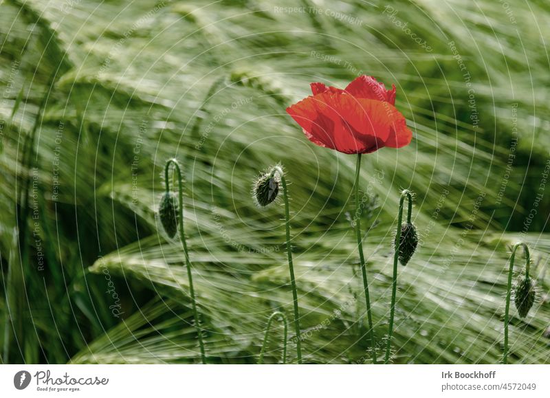lonely poppy flower in front of moving grain field melancholy Loneliness Lonely Nature Dark Mysterious buds Green Black Red Illuminate Wild Poppy Wind Blossom