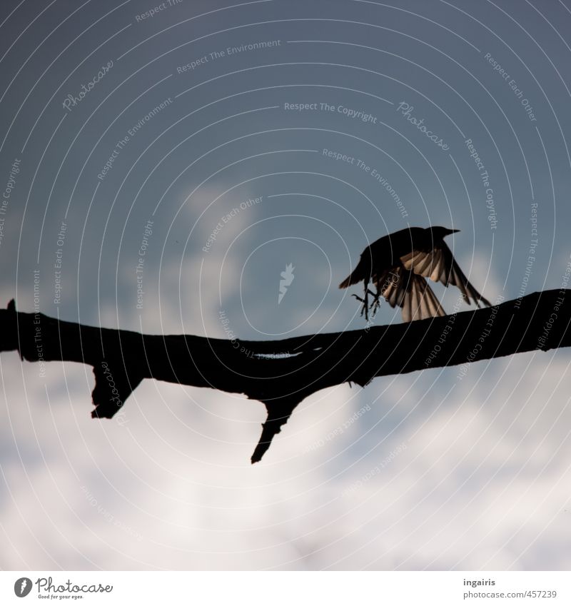 fly Nature Sky Clouds Branch Twig Animal Wild animal Bird Starling 1 Running Flying Esthetic Blue Black White Moody Fear Dangerous Freedom Horizon Colour photo