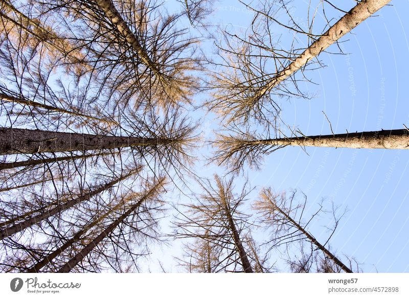View up to the bare tops of dead spruces in the Harz forest bare trees bare heads bare crowns bare treetops Spruce forest conifers dead forest Forest death