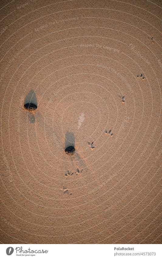 #A0# Small Steps Sand footprints cute bird tracks Beach Walk on the beach Beach life stones vacation