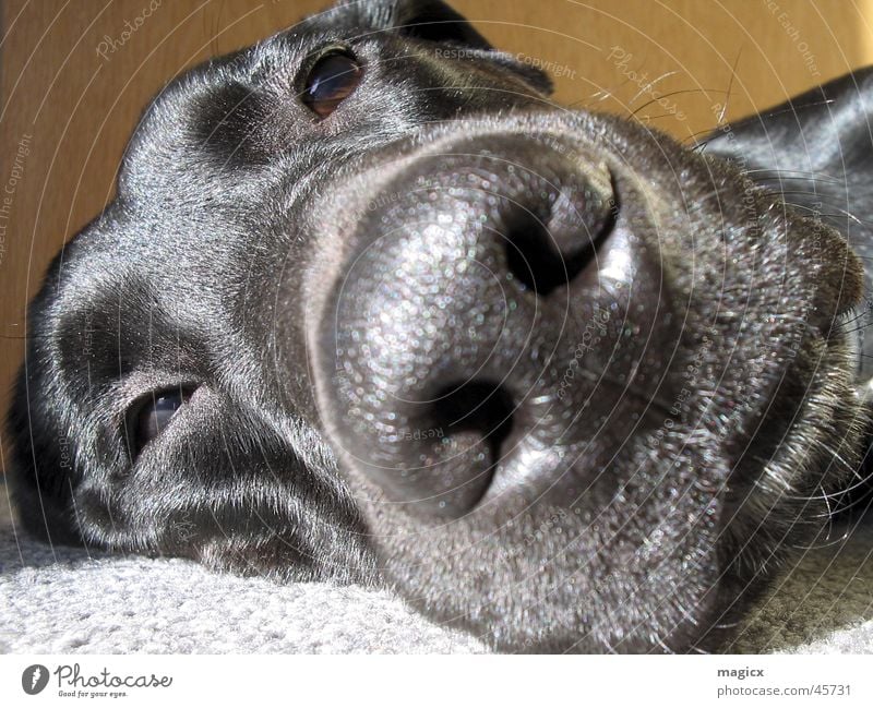 "I just want to sleep" Dog Labrador Black Relaxation Nose Dog's head Pelt Snout Sleep Animal Pet Fatigue
