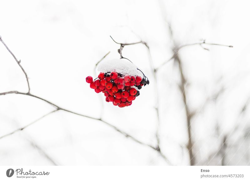 Rowan berries in snow, copy space ashberry red winter tree mountain ash pit wild ash pockmark quicken pockpit rowanberry bush outdoors moody weather snowfall