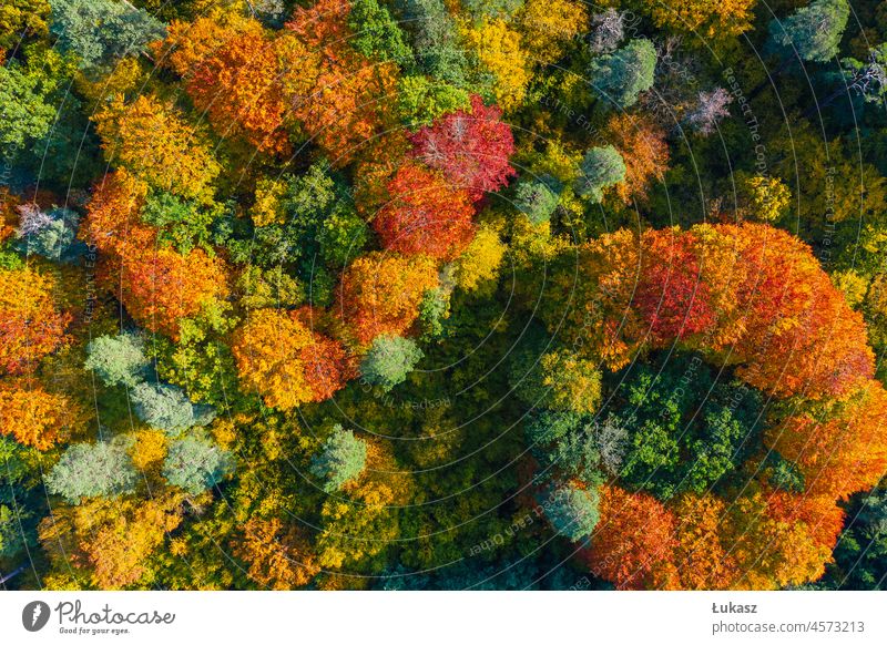 Aerial top down view of beautiful colorful autumn forest aerial above drone bird's eye perspective landscape nature trees fall October November outdoors