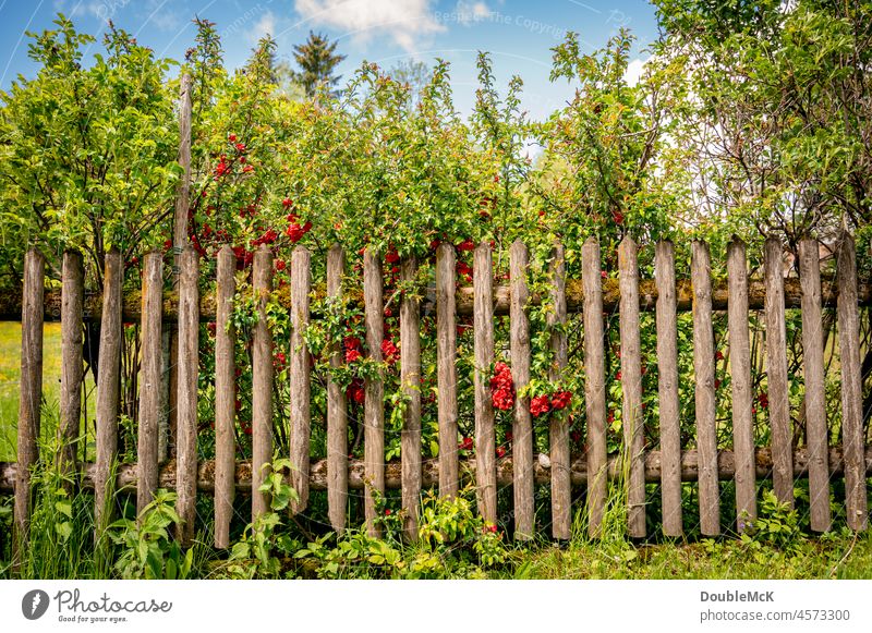 Wooden garden fence overgrown with shrubs and flowers Wooden fence Garden fence lattice fence Fence Overgrown naturally Ecological Quaint idyllically
