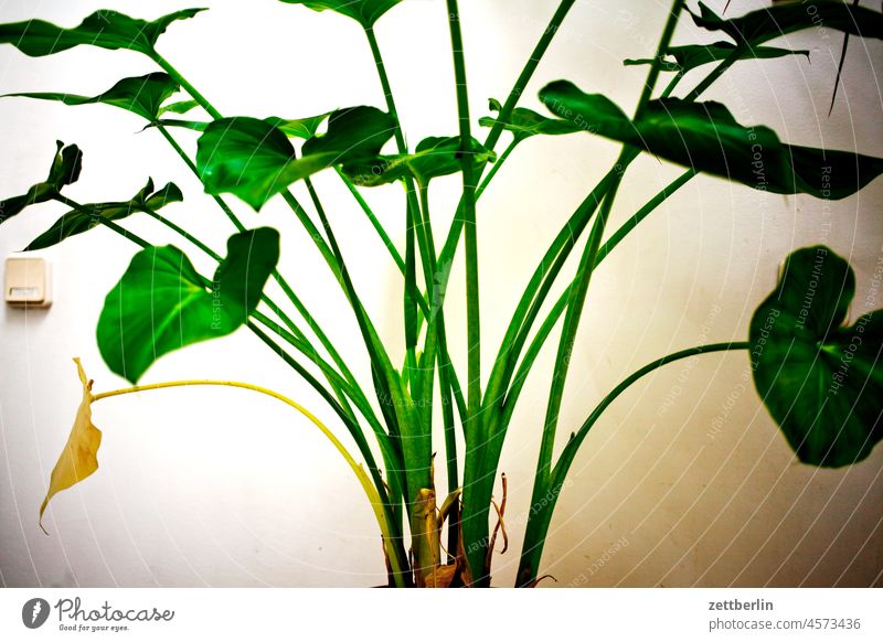 Plants in the staircase Pot plant Staircase (Hallway) room Room Orangerie winter storage handle Leaf Wall (building) Houseplant Aquatic plant anubias gracilis