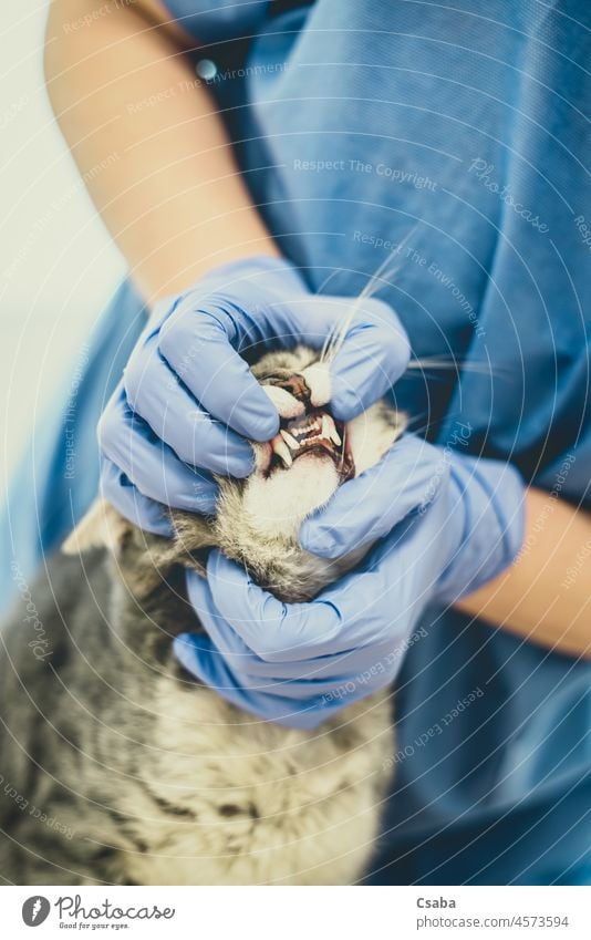 Veterinarian doctor is examining the teeth of a cat veterinarian tooth veterinary animal pet check kitty kitten nurse clinic prophylaxis feline mouth medical