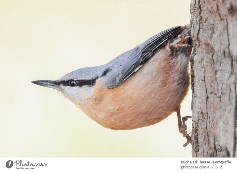Nuthatch on a tree trunk Eurasian nuthatch Sitta Europaea Bird Animal face Head Beak Eyes Grand piano Feather Plumed Claw Hang Observe Looking upside down
