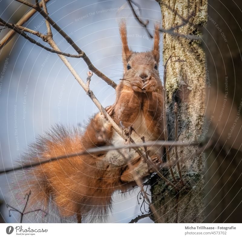 Eating squirrel in a tree Squirrel sciurus vulgaris Animal face Head Eyes Nose Ear Muzzle Tails paws Claw Pelt Rodent To feed nibble food Nutrition To enjoy
