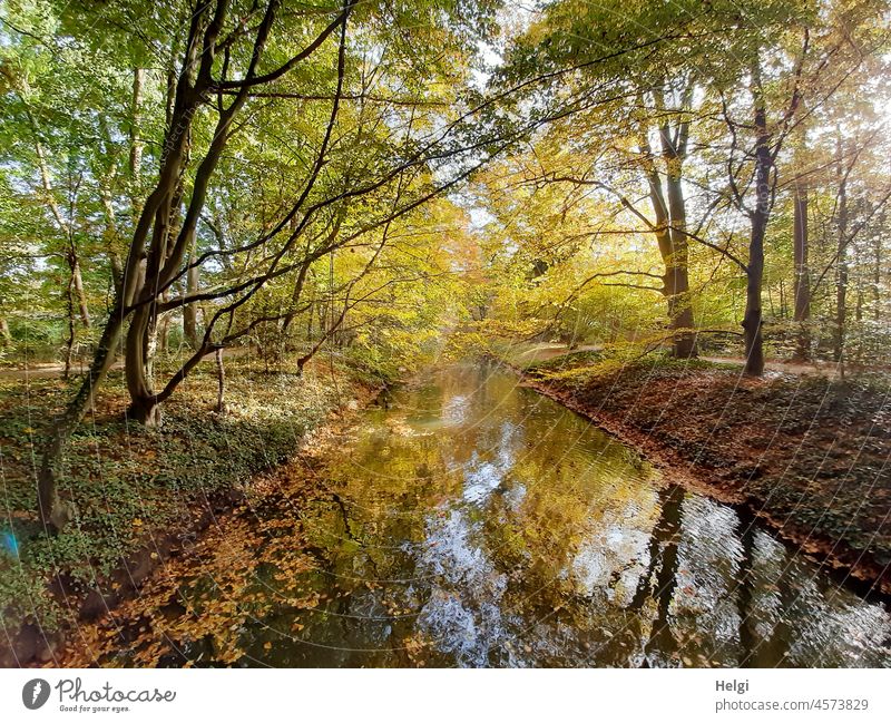 even more autumn light - autumn colored trees at the river with reflection Autumn Autumnal colours Water River River bank Tree foliage Foliage colouring