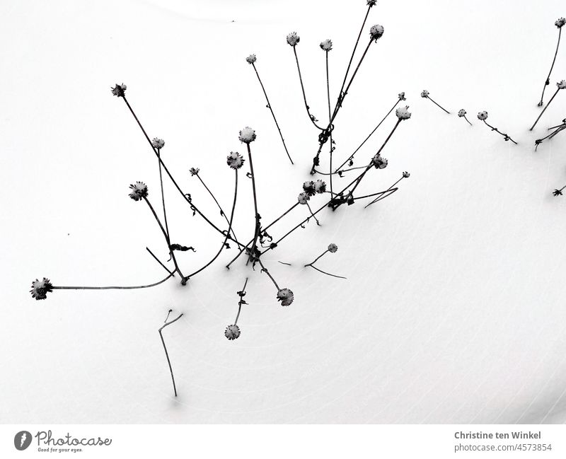 The withered remains of a flowering shrub stick out of the closed snow cover. Bird's eye view. pedicel Shriveled Transience Winter Snow Snow layer