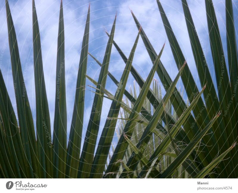 palm leaves Palm tree Leaf Vacation & Travel South Sun