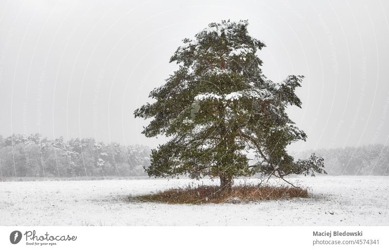 Lonely tree on a meadow during heavy snowfall. forest landscape frost weather white nature beautiful winter cold snowstorm scenic blizzard frozen scene day