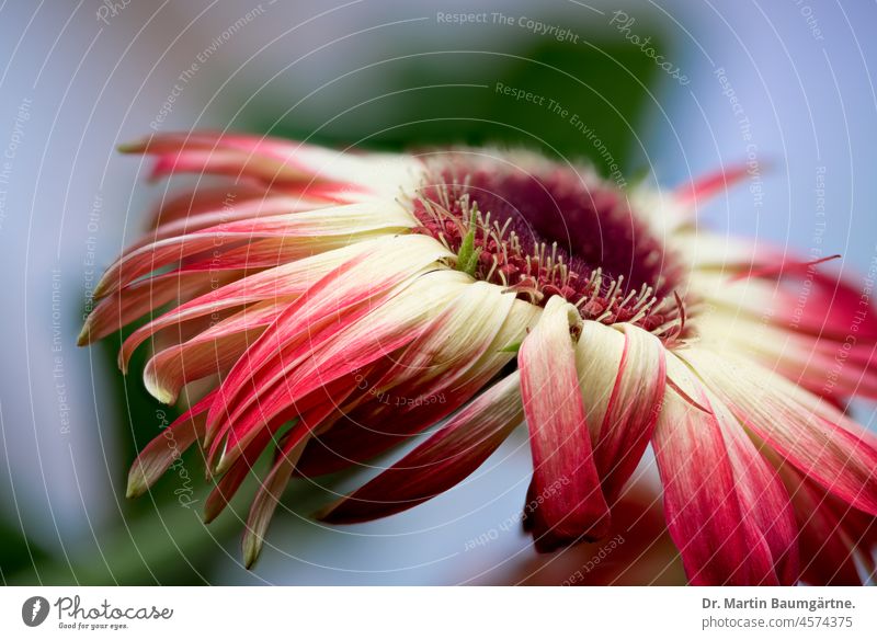 Gerbera, inflorescence, wild form from South Africa composite Flower Plant Wild plant perennial shrub asteraceae Compositae